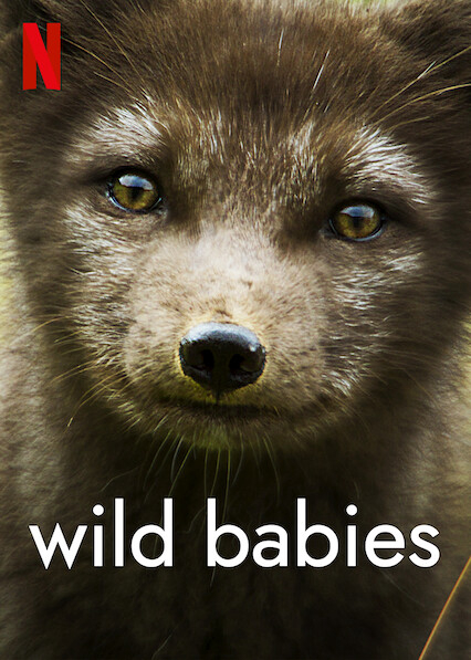 Động vật chào đời - Wild Babies