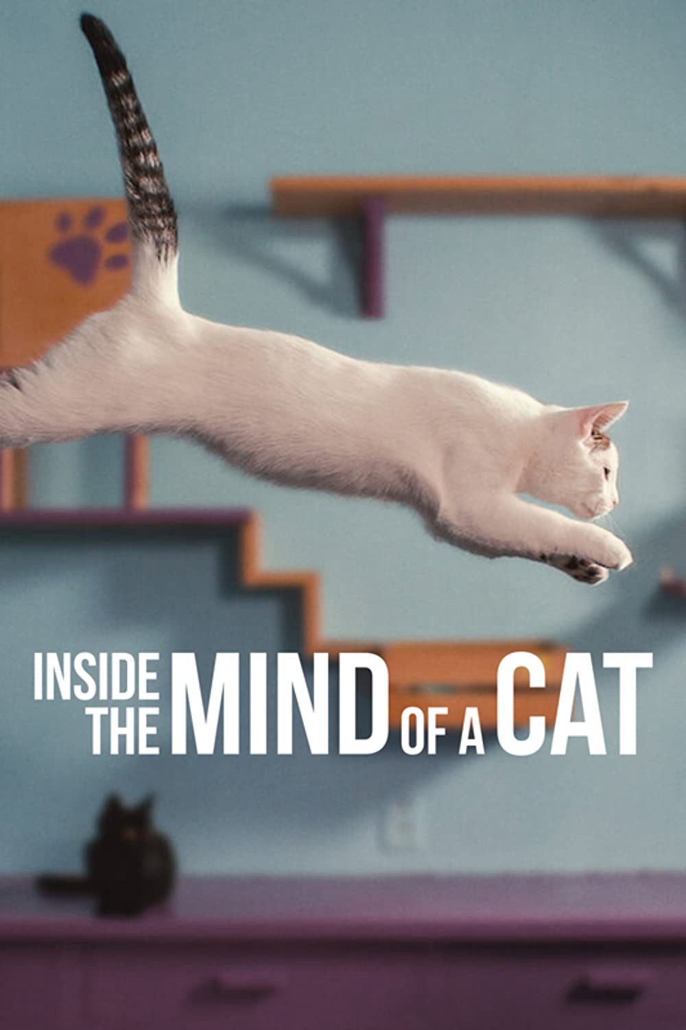 Những chú mèo nghĩ gì - Inside the Mind of a Cat